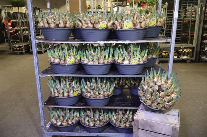 <h4>arr8 Narcis Ov Mixkar</h4>