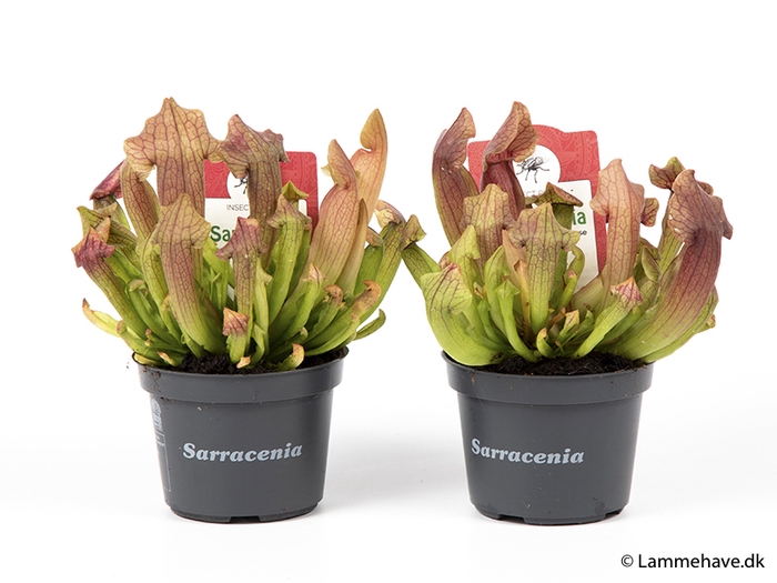 <h4>SARRACENIA PURPUREA MARROON P9</h4>