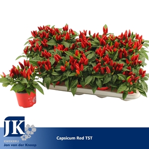 Capsicum Dark Red