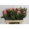 Protea Susara