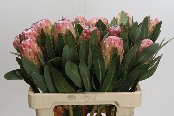 <h4>Protea Susara</h4>