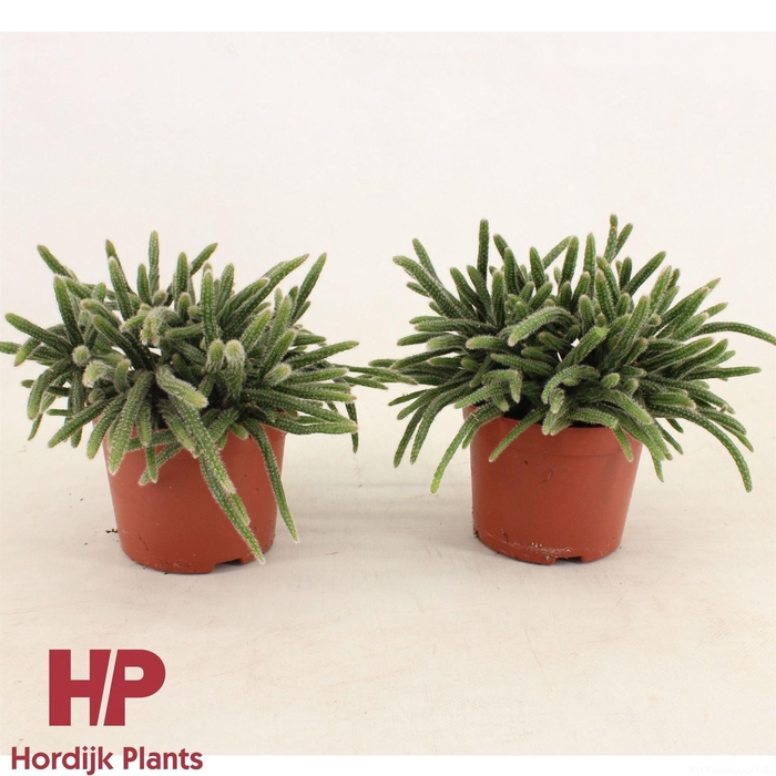 <h4>Rhipsalis baccifera subsp. horrida</h4>