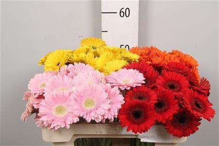 <h4>Ge Mi Gemengd</h4>