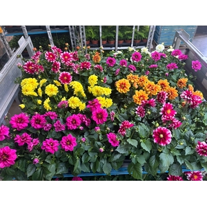 DAHLIA MIXK 5 KL