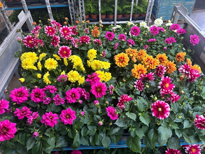 <h4>DAHLIA MIXK 5 KL</h4>