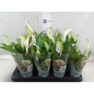 Spathiphyllum  'Pearl Cupido'