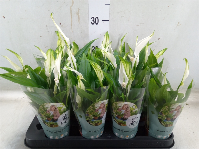 <h4>Spathiphyllum  'Pearl Cupido'</h4>