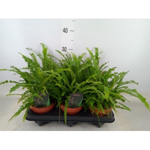 Nephrolepis cord. 'Duffii'