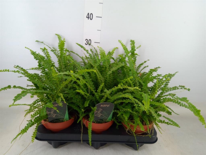 <h4>Nephrolepis cord. 'Duffii'</h4>