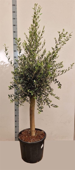 Olea Europaea