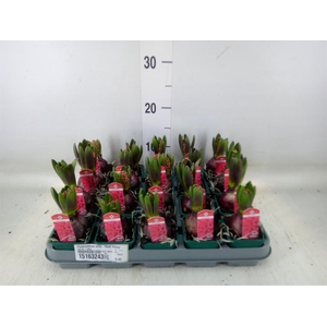 Hyacinthus orie. 'Red Glory'