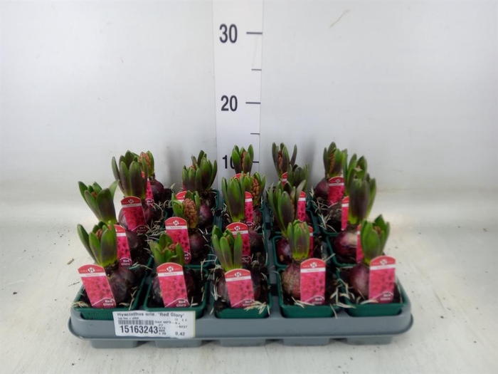 <h4>Hyacinthus orie. 'Red Glory'</h4>