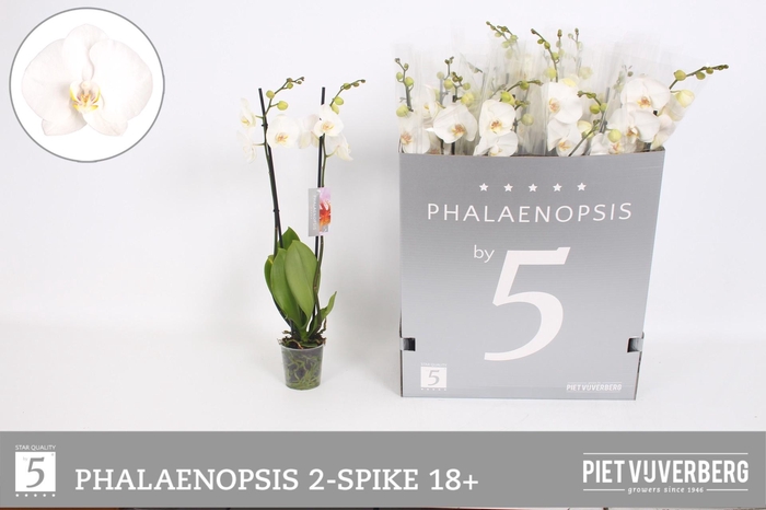 <h4>PHAL OV WIT</h4>