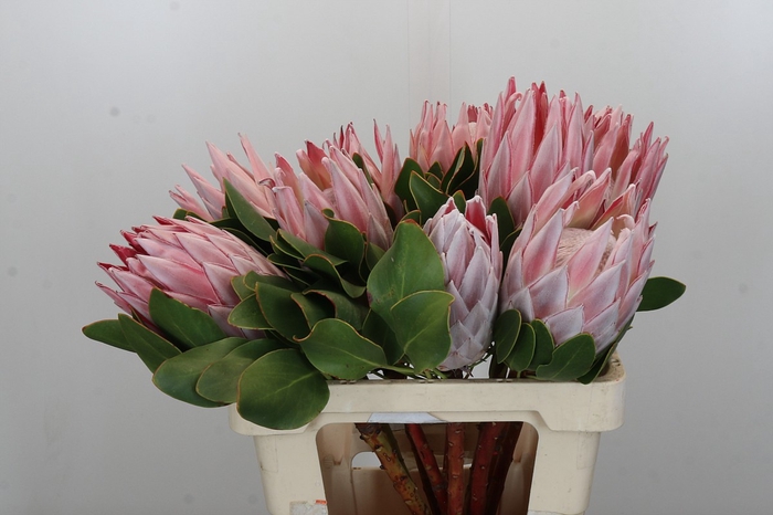 <h4>Protea Cynaroides</h4>