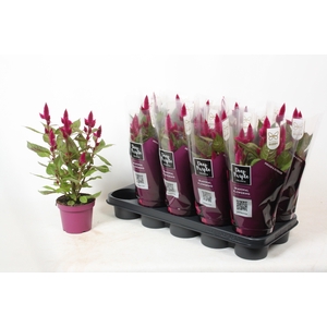 Celosia 'Deep Purple' Caracas