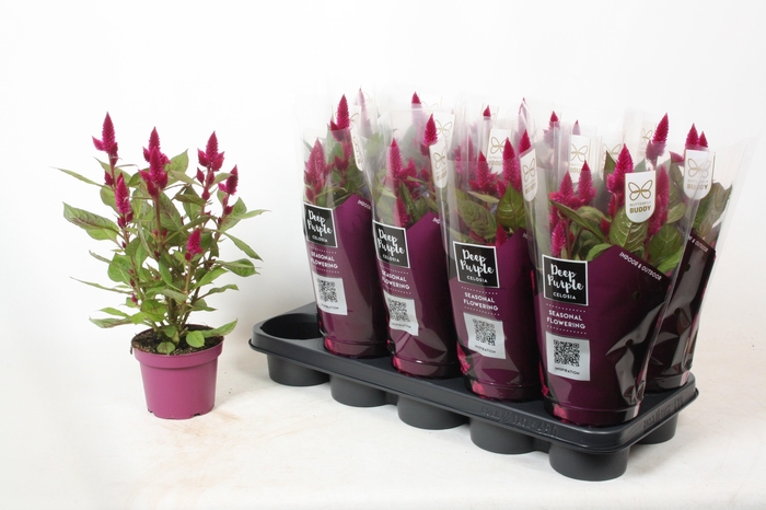 <h4>Celosia 'Deep Purple' Caracas</h4>