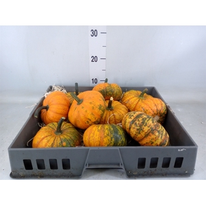 Cucurbita   ...