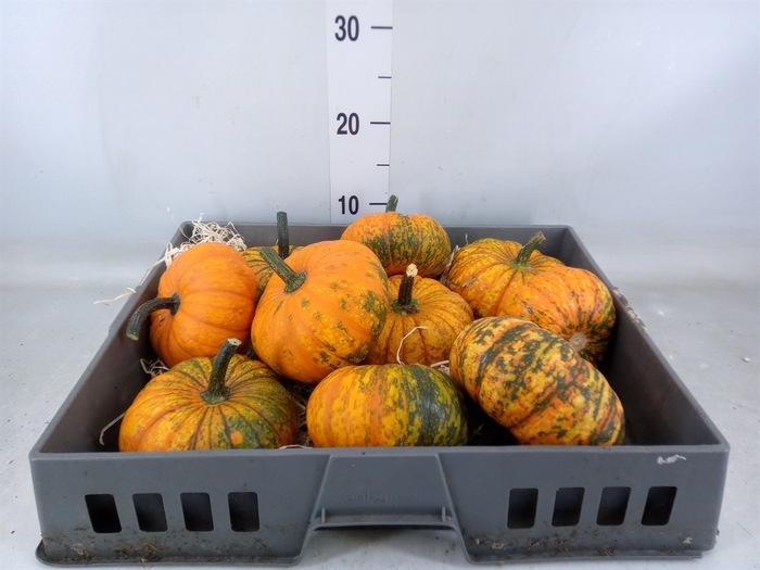 <h4>Cucurbita   ...</h4>