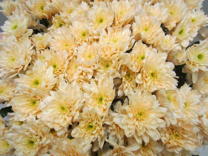 <h4>Chr T Euro Sweet Zalm</h4>