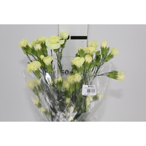 RAVO SPRAY 070 CM AMARELO