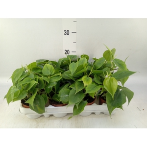 Philodendron scand.