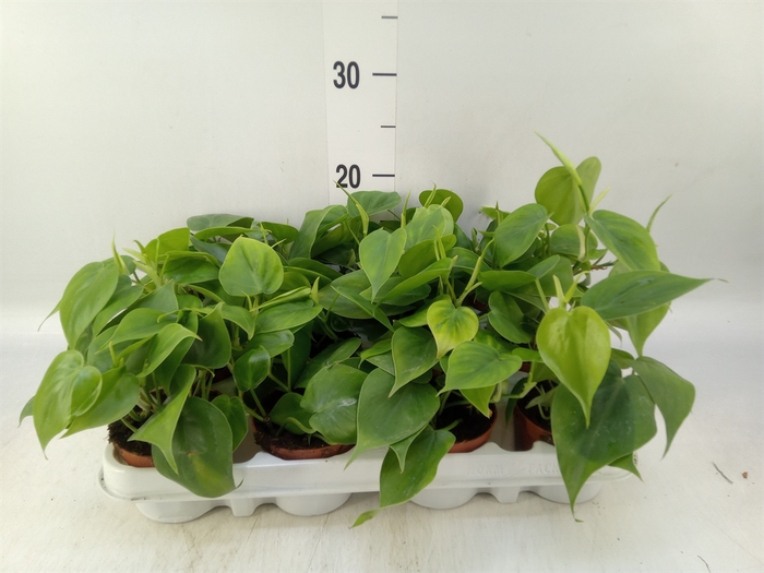 <h4>Philodendron scand.</h4>