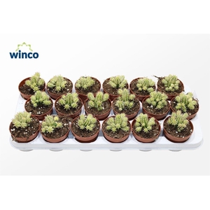 Euphorbia Aggregata Variegata