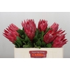 Protea Cynaroides Madiba