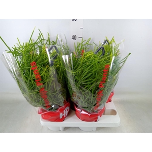 Rhipsalis heteroclada