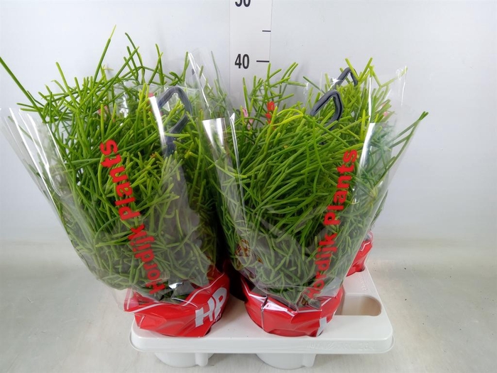 <h4>Rhipsalis heteroclada</h4>