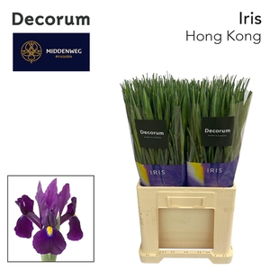 Iris Hong Kong Decorum