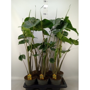Alocasia macrorrhizos 'Stingray'