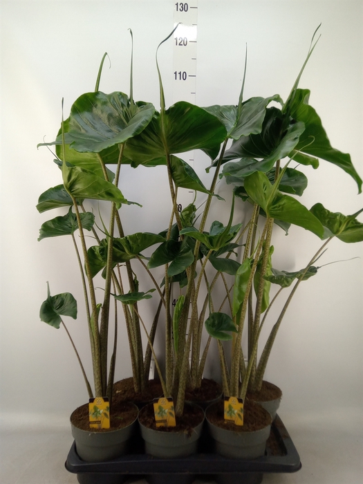 <h4>Alocasia macrorrhizos 'Stingray'</h4>