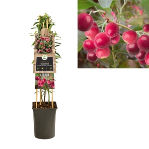 Vaccinium corymbosum 'Pink Lemonade' 3.0 label