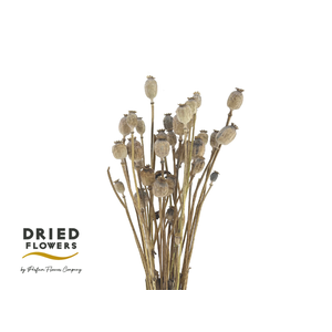 DRIED PAPAVER NATURAL