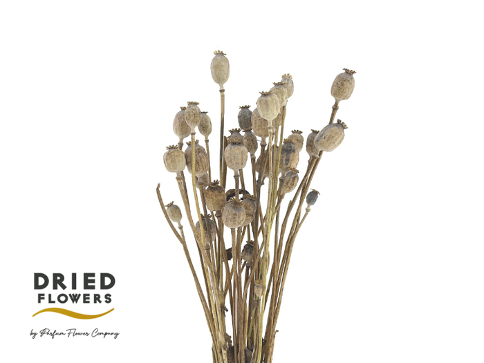 <h4>DRIED PAPAVER NATURAL</h4>