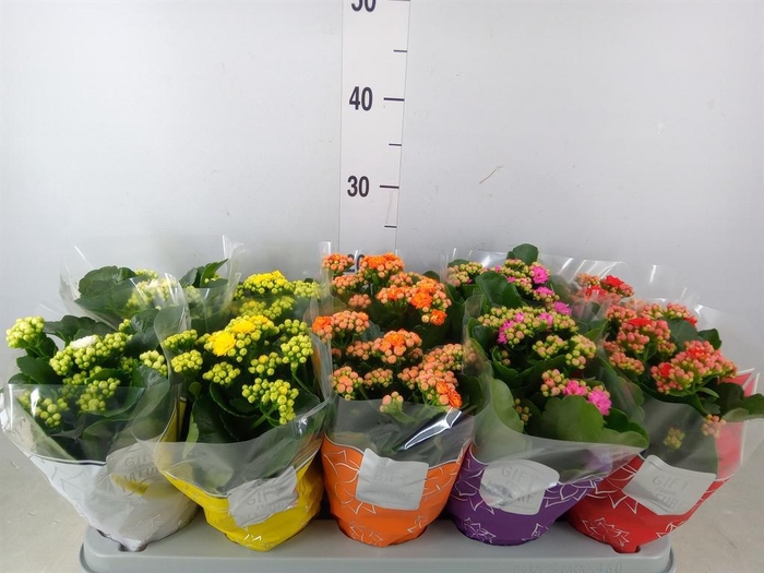 <h4>Kalanchoe blos. 'Perfecta'  ..mix 5</h4>