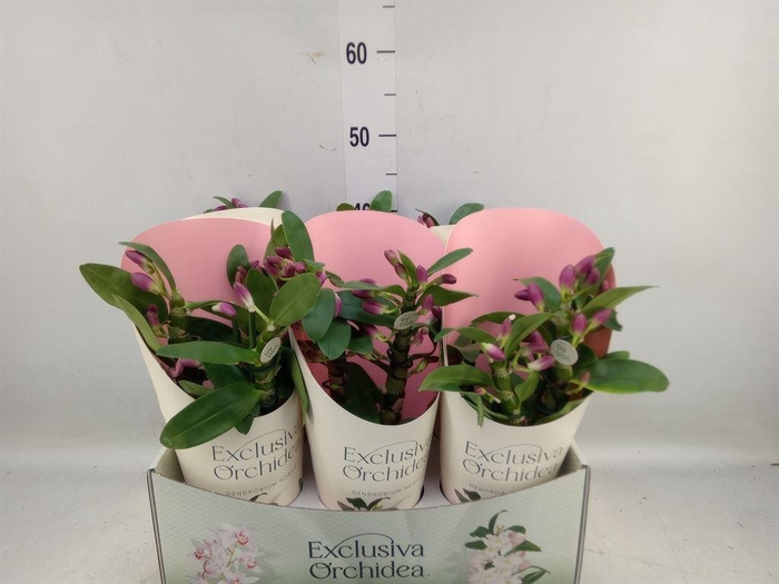 <h4>Dendrobium nob. 'StarCla Akatsuki'</h4>