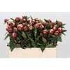 Paeonia Gardenia