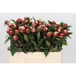 Paeonia Gardenia