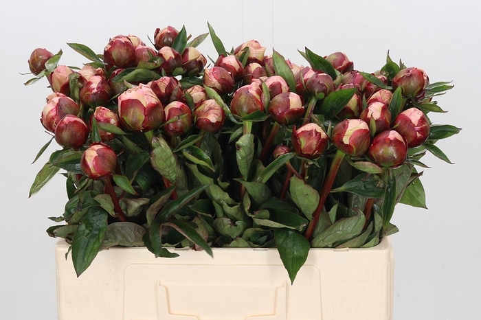 <h4>Paeonia Gardenia</h4>