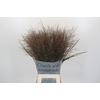 Panicum Virgatum Warrior