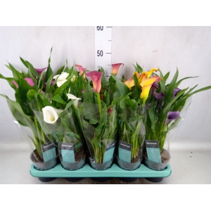 Zantedeschia   ...mix