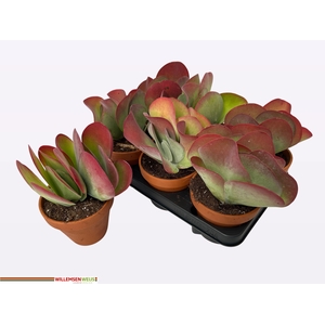 KALANCHOE THYRSIFL