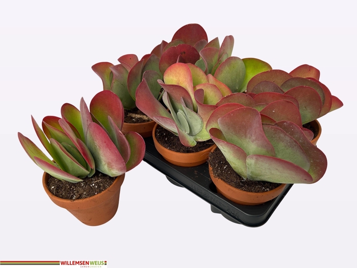 <h4>KALANCHOE THYRSIFL</h4>
