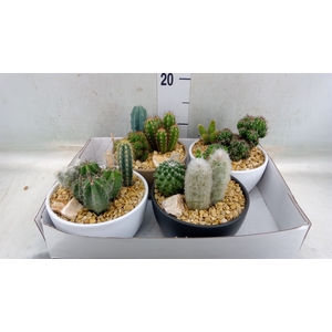 Cactus   ...