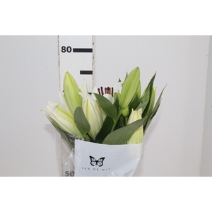 LIRIO ORIENTAL BRANCO 070 CM HT 2/3 FLS
