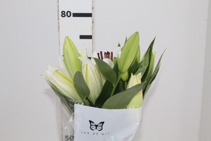 LIRIO ORIENTAL BRANCO 070 CM HT 2/3 FLS