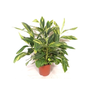 Alpinia zerumbet 'Variegata'
