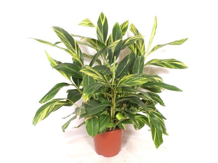 <h4>Alpinia zerumbet 'Variegata'</h4>